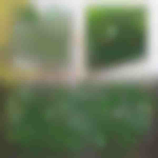 Painel de cerca expansível com hera - 30x180 cm, resistente a UV, sem ferramentas | GREENFENCE