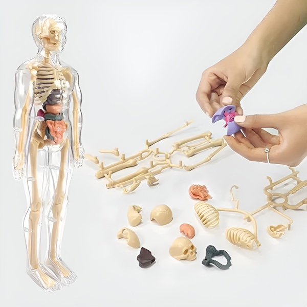 Modelo de anatomia humana - 16 órgãos e ossos removíveis | FLESHTOPIA